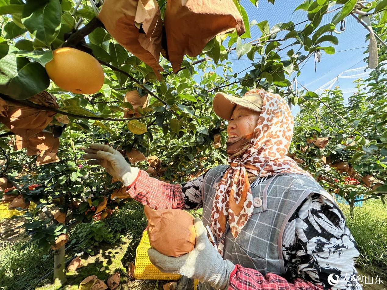 行进中国｜梨乡“金果”链出甜蜜产业